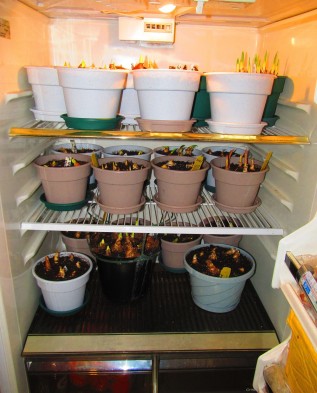 Хранение тюльпанов без воды. Хранение луковичных. Хранение луковиц тюльпанов в холодильнике. Холодильник для хранения клубней цветов. Холодильник для луковичных растений.